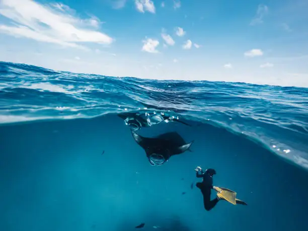 Manta rays feeding in the ocean - Maldives, Hanifaru Bay - Split view under and over water