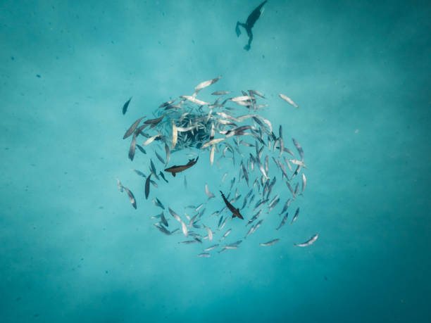 istock Fishes going in circle in the ocean 1176158445