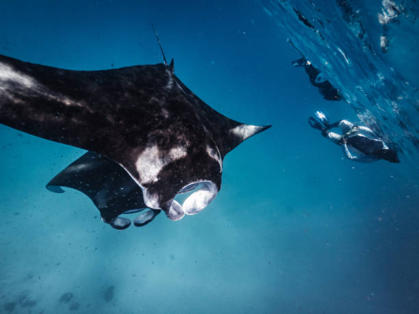 istock Many manta rays swimming together in the ocean 1176158449