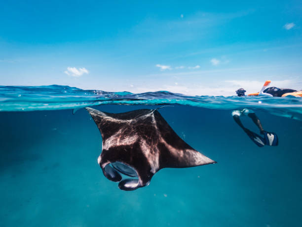 istock Manta rays feeding in the ocean - Maldives 1176158456