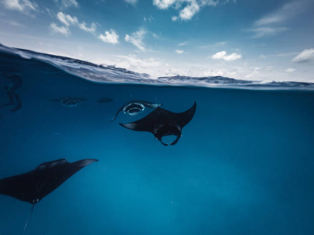istock Manta rays feeding in the ocean - Maldives 1176158461
