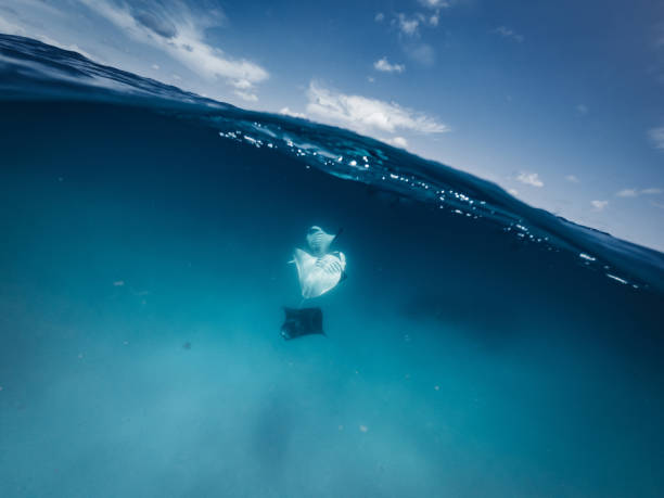 istock Manta rays feeding in the ocean - Maldives 1176158463