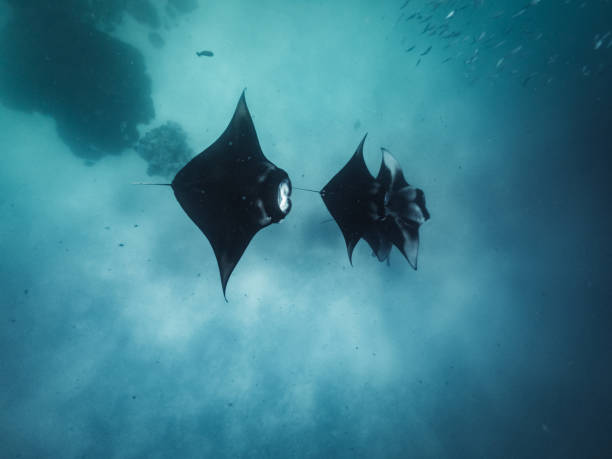 istock Many manta rays swimming together in the ocean 1176158468