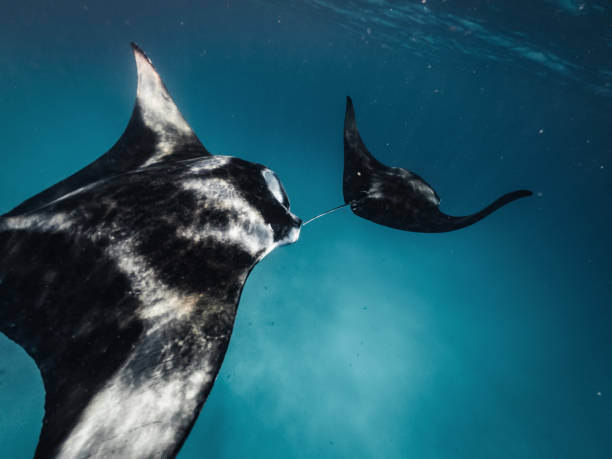 istock Many manta rays swimming together in the ocean 1176158474