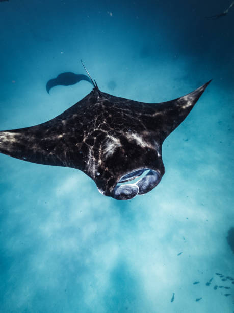 istock Many manta rays swimming together in the ocean 1176158479