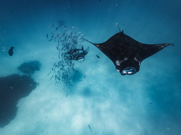 istock Many manta rays swimming together in the ocean 1176158480