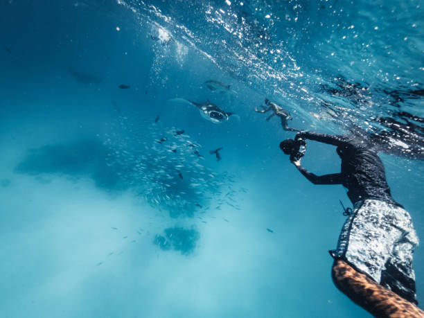 istock Many manta rays swimming together in the ocean 1176158487