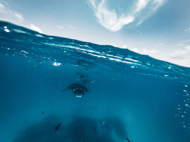 istock Manta rays feeding in the ocean - Maldives 1176158494