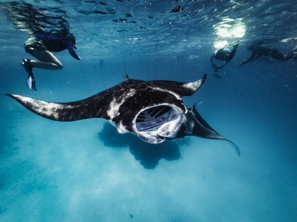 istock Many manta rays swimming together in the ocean 1176158506