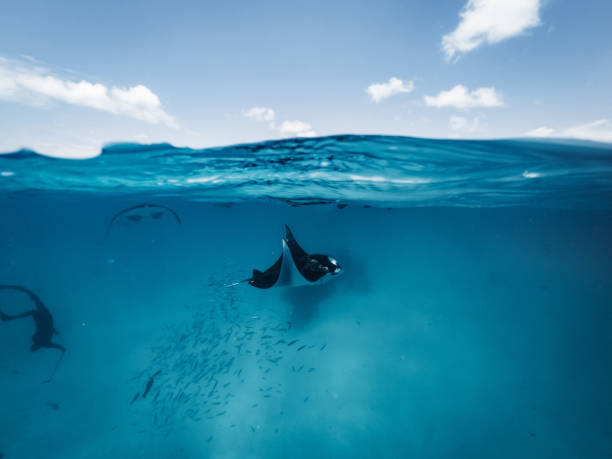 istock Manta rays feeding in the ocean - Maldives 1176158509