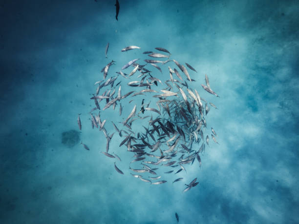 istock Fishes going in circle in the ocean 1176158516