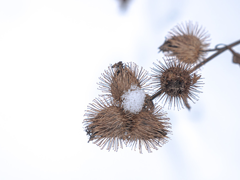 Closeup of dead and dry brown burdock flowering seeds with velcro-like texture and hooks in rural wisconsin in winter with cloudy white sky beyond.