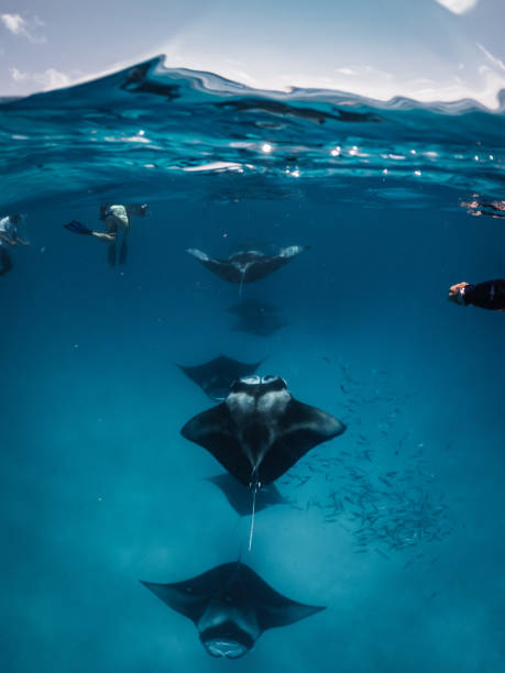 mantarochen füttern im ozean - malediven - manta ray stock-fotos und bilder