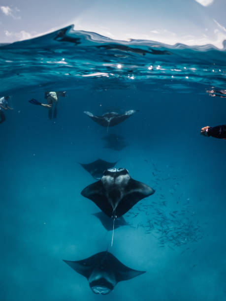 raias de manta que alimentam no oceano-maldives - manta ray - fotografias e filmes do acervo