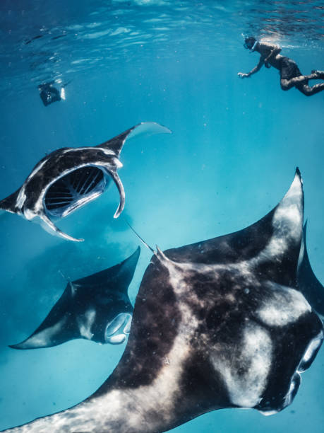 muitas raias da manta que nadam junto no oceano - manta ray - fotografias e filmes do acervo