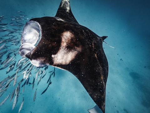 Manta ray swimming in the ocean