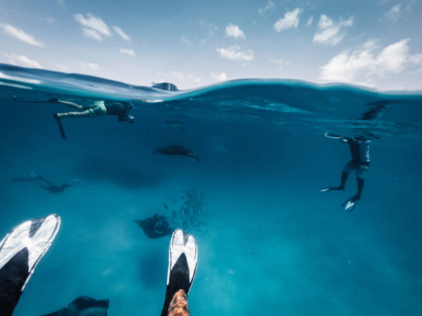 Manta rays feeding in the ocean - Maldives