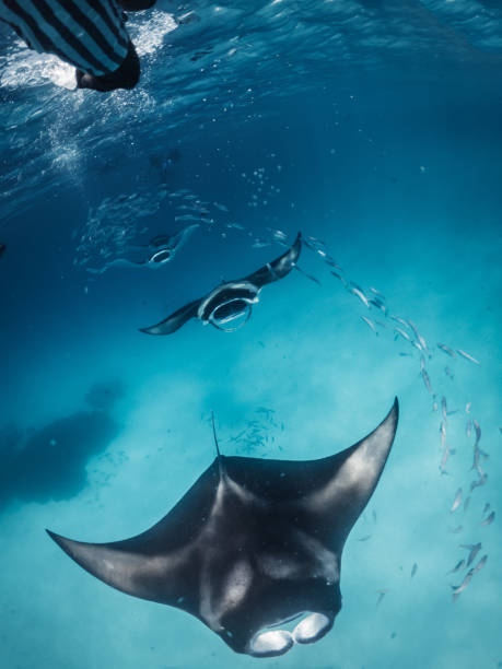 istock Many manta rays swimming together in the ocean 1176159207