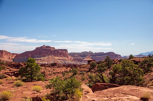 Amazingly resilient green shrubs exist in this rocky arid climate of Capitol Reef National Park, Utah