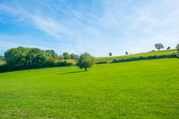 istock Green meadow below a blue sky in sunlight in autumn 1176161754
