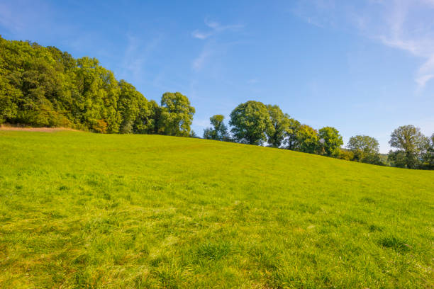 istock Green meadow below a blue sky in sunlight in autumn 1176161846