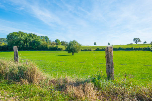 istock Green meadow below a blue sky in sunlight in autumn 1176161879