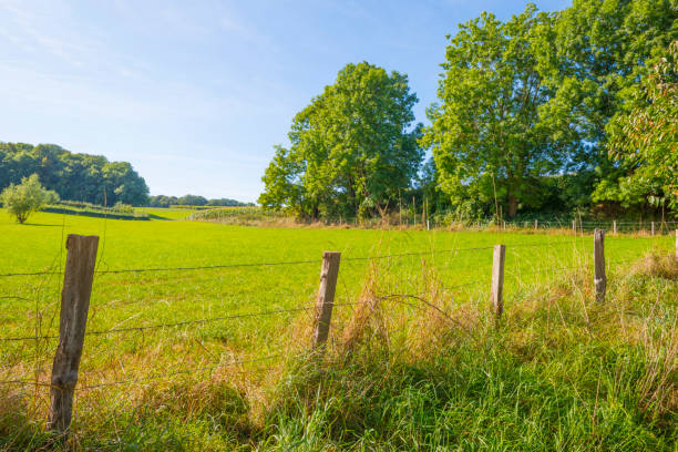 istock Green meadow below a blue sky in sunlight in autumn 1176161954