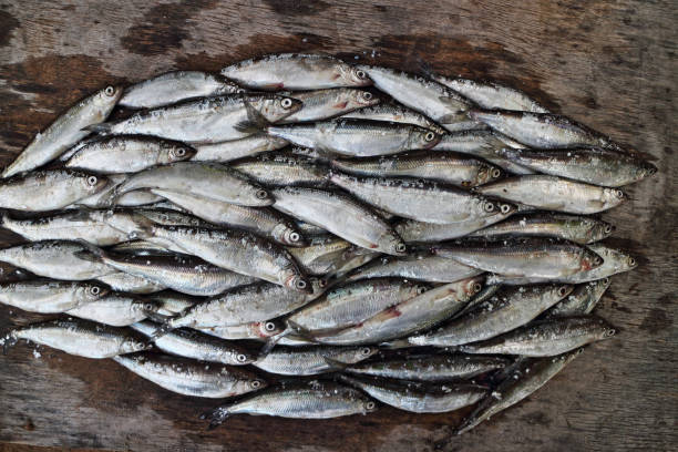 istock bunch fresh vendace fishes 1176162734