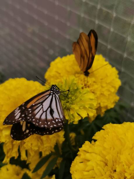 istock Butterfly on the flower 1176166861