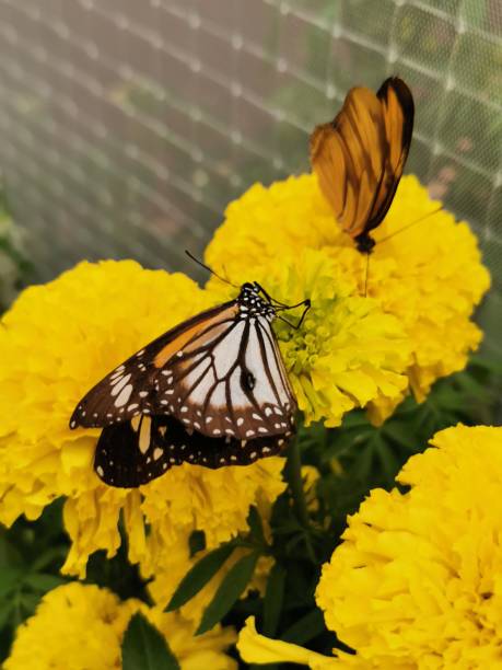 istock Butterfly on the flower 1176166898