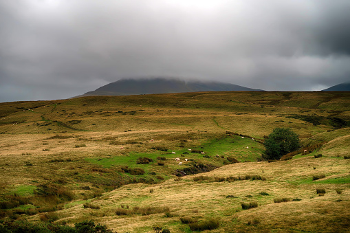 A moorland landscape in West Wales.