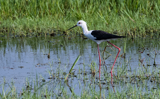 Black Stilt bird watking in water body