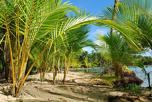 istock Young palm trees at Boca del Drago in Bocas del Toro 117616768