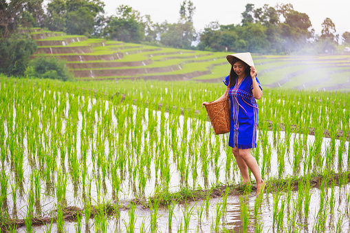 Hmong Woman with blue dress walking on ridge of green rice fields