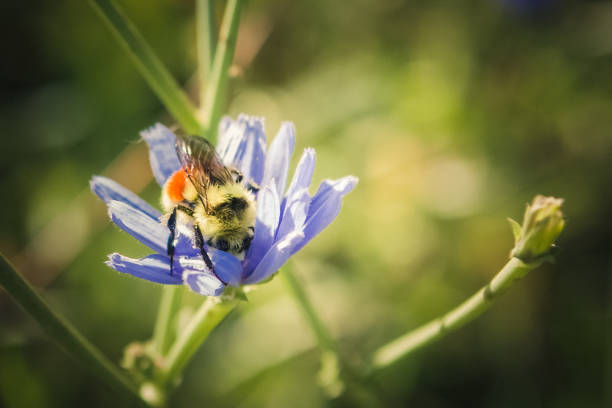 istock Bumblebee Gathering Pollen From Chicory Flower 1176171104