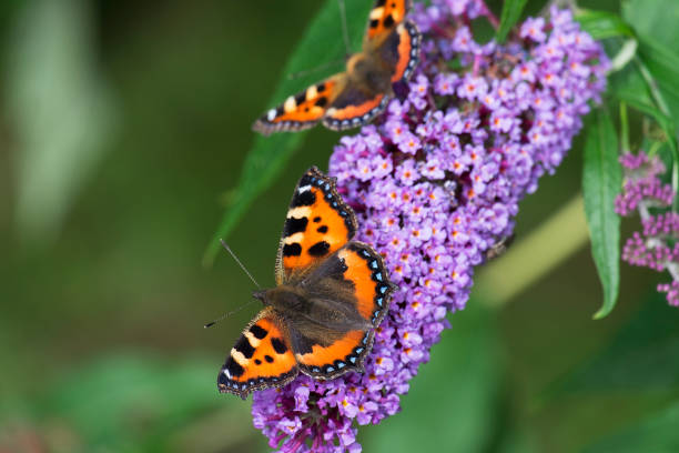 istock Tortoiseshell butterfly on buddleia flowers 1176171568