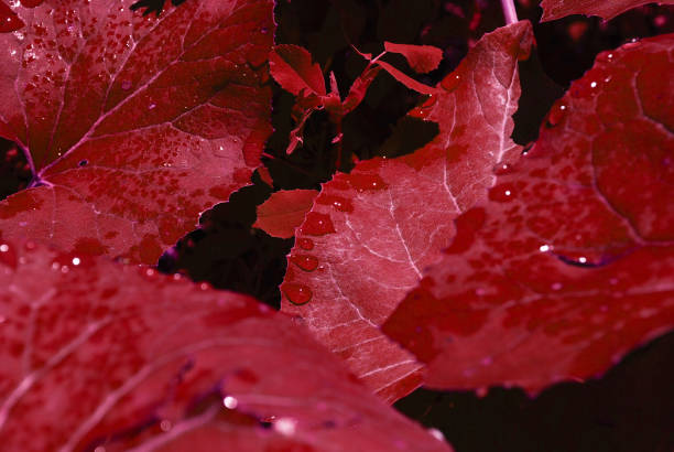 istock red autumn leaves bathed in rain 1176171662