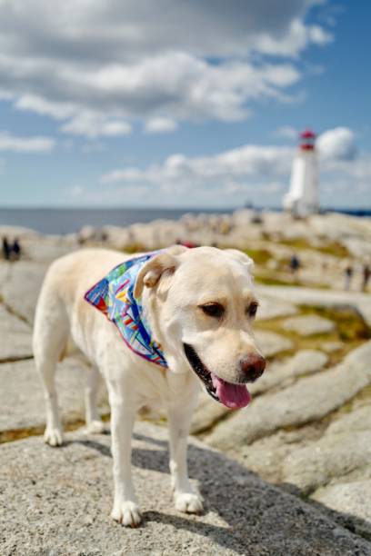 istock Dog at Peggy’s Cove 1176173889