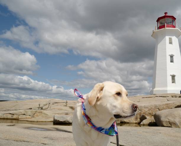 istock Dog at Peggy’s Cove 1176173891