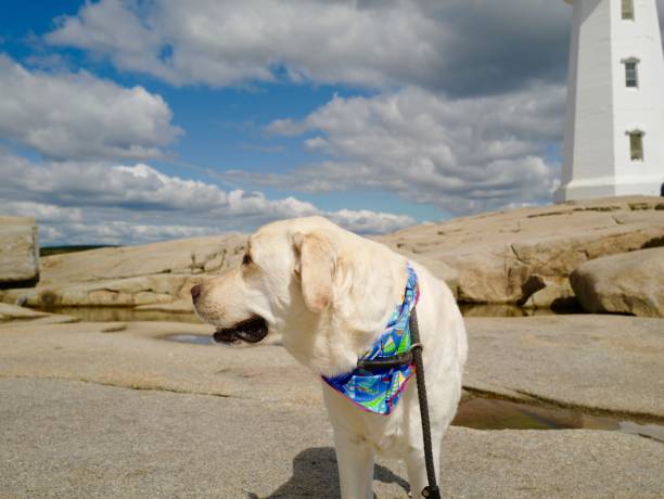 istock Dog at Peggy’s Cove 1176173898