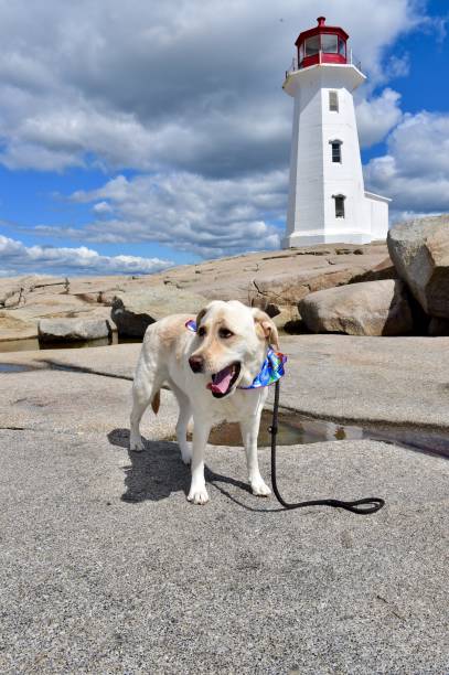 istock Dog at Peggy’s Cove 1176173909