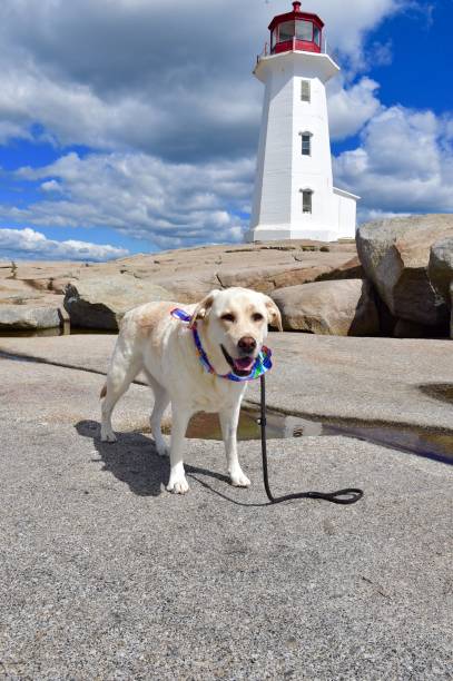 istock Dog at Peggy’s Cove 1176174001