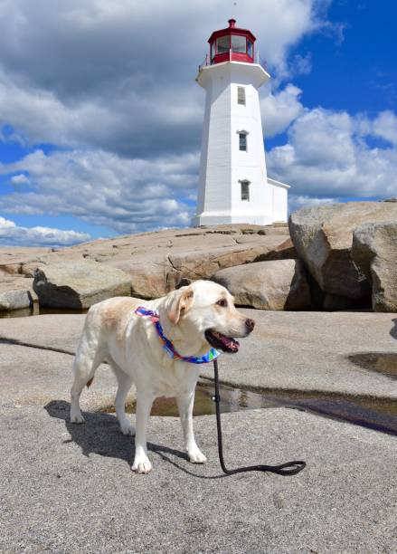 istock Dog at Peggy’s Cove 1176174064
