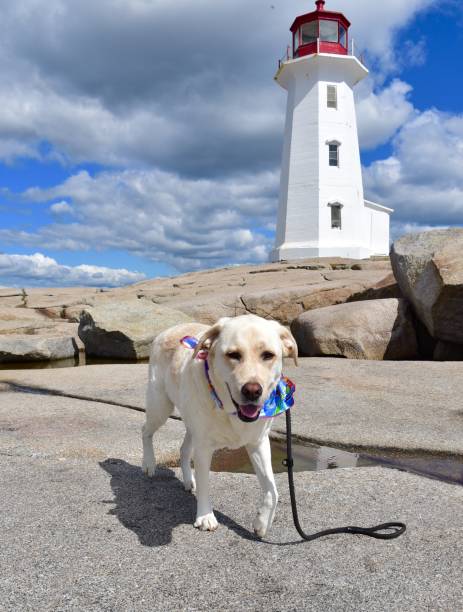 istock Dog at Peggy’s Cove 1176174104