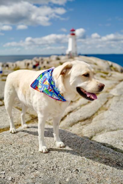 istock Dog at Peggy’s Cove 1176174108