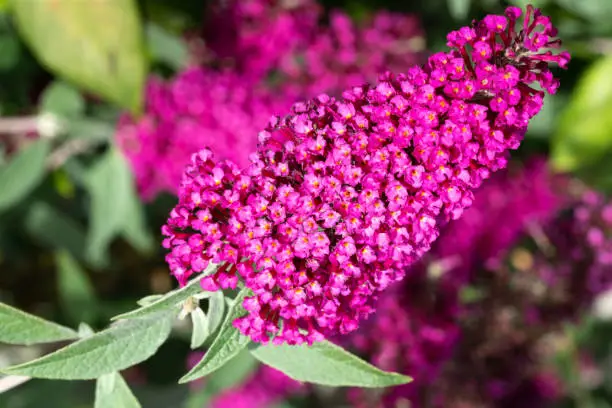 Buddleja (Buddleja davidii), flowers of summer