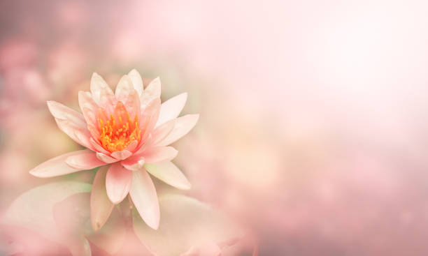 淡い柔らかいパステルカラーの背景で水にユリ水やピンクの蓮の花 - water lily 写真 ストックフォトと画像