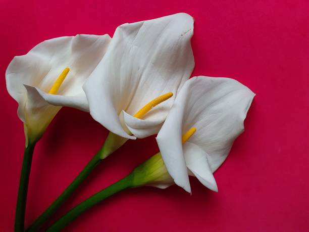 istock white calla flowers and red background 1176180739