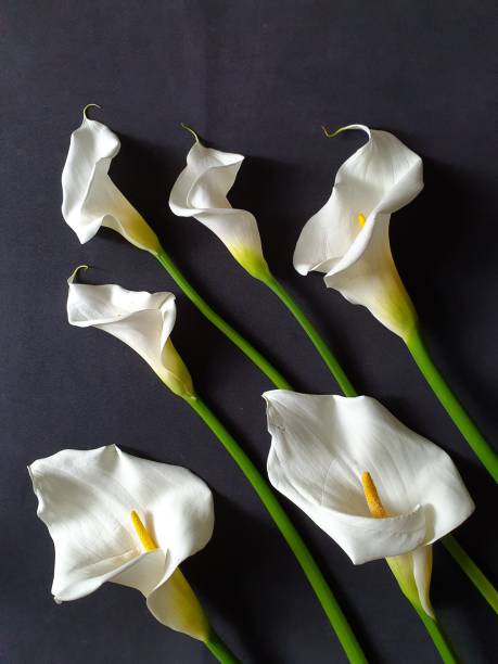 istock white calla flowers and black background 1176180740