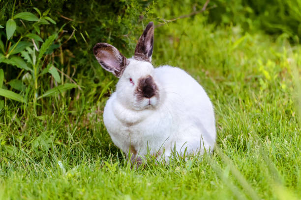 istock White albino rabbit sits in natural garden 1176182505